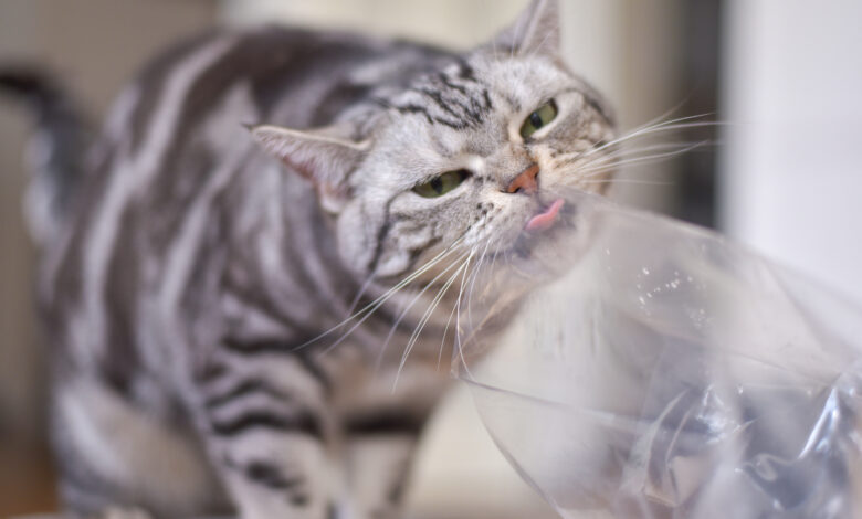 گربه پلاستیک می خورد|| پزشکت