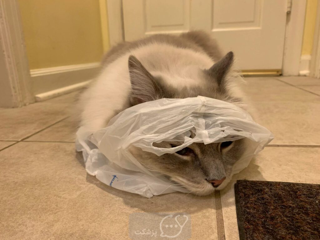 پلاستیک جویدن گربه|| پزشکت
