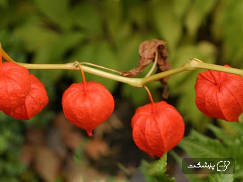 گیاه نارنجی رنگ برای کمک به باروری