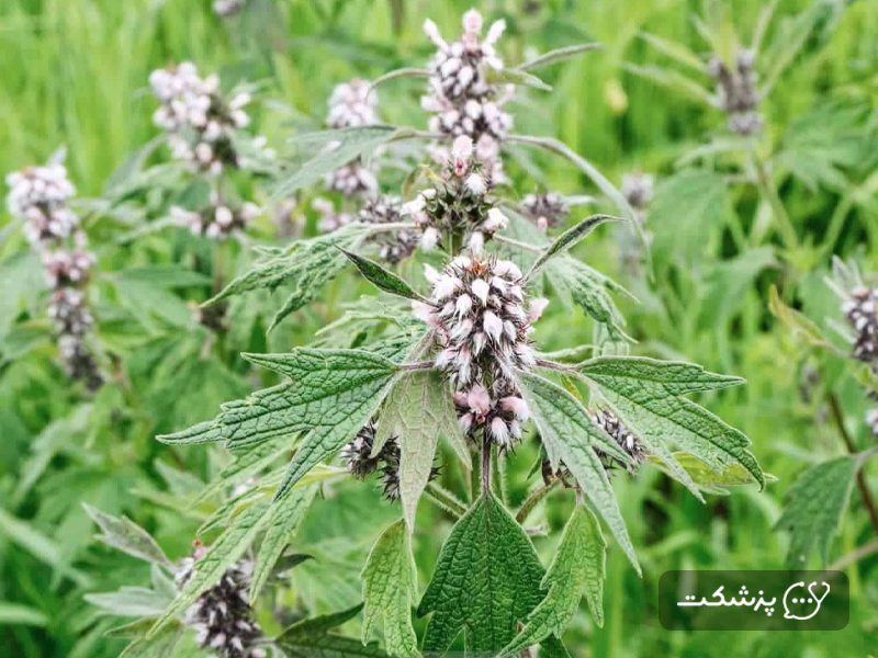 یک نمونه دارو گیاهی برای باروری