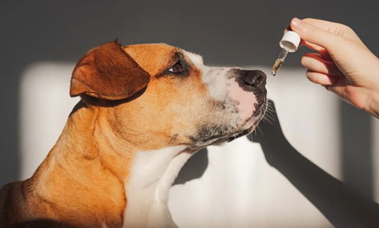 داروهای آرام بخش برای سگ‌ها || پزشکت