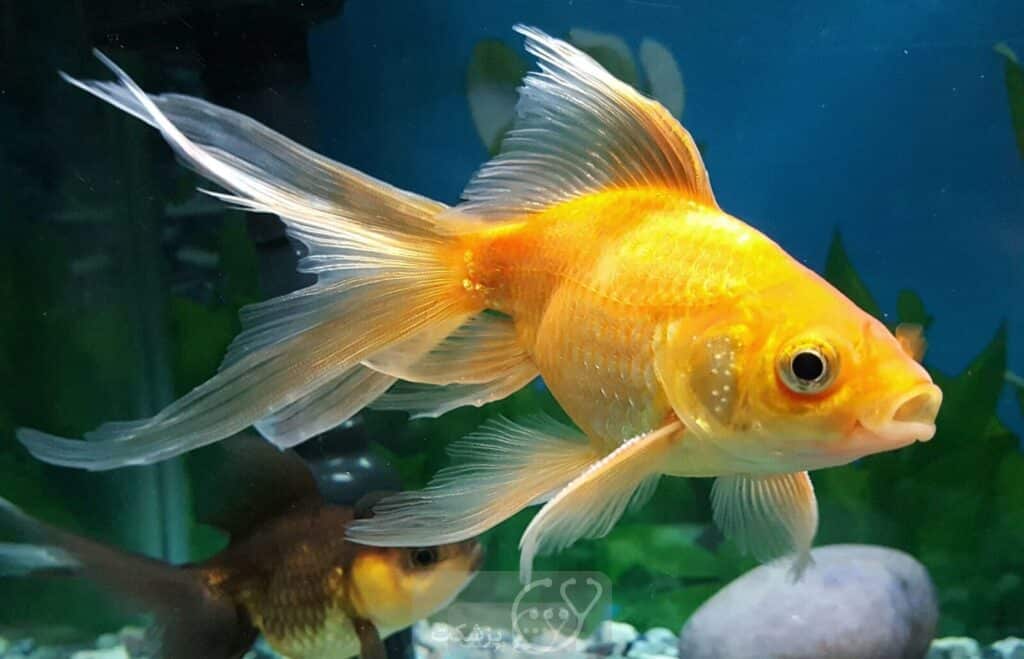 Fin rot from goldfish disease pezeshket