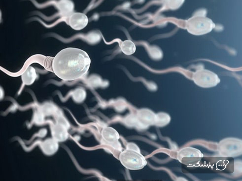 حرکت اسپرم ها