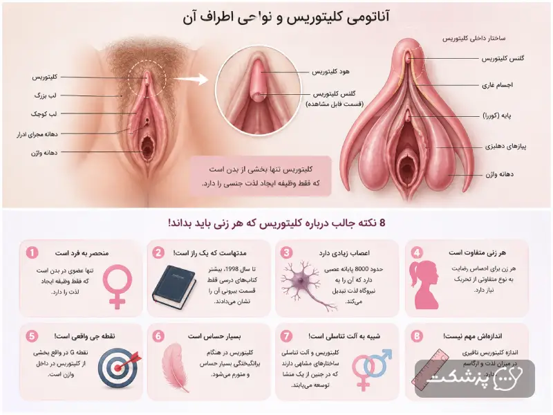 آناتومی کلیتوریس